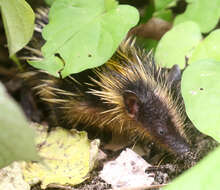 Image of streaked tenrecs