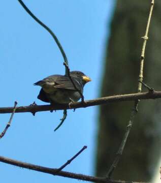 Sporophila falcirostris (Temminck 1820) resmi