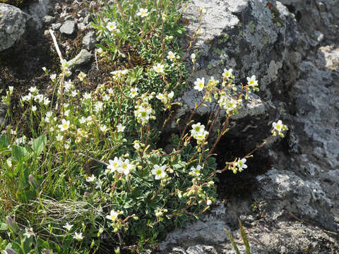 Image of Saxifraga paniculata subsp. cartilaginea (Willd.) D. A. Webb