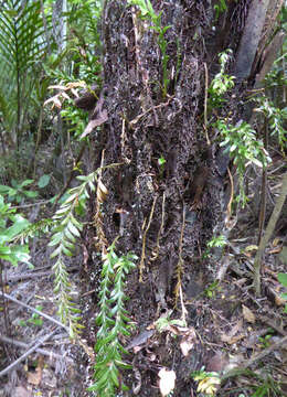 Image de Tmesipteris tannensis (Spreng.) Bernh.