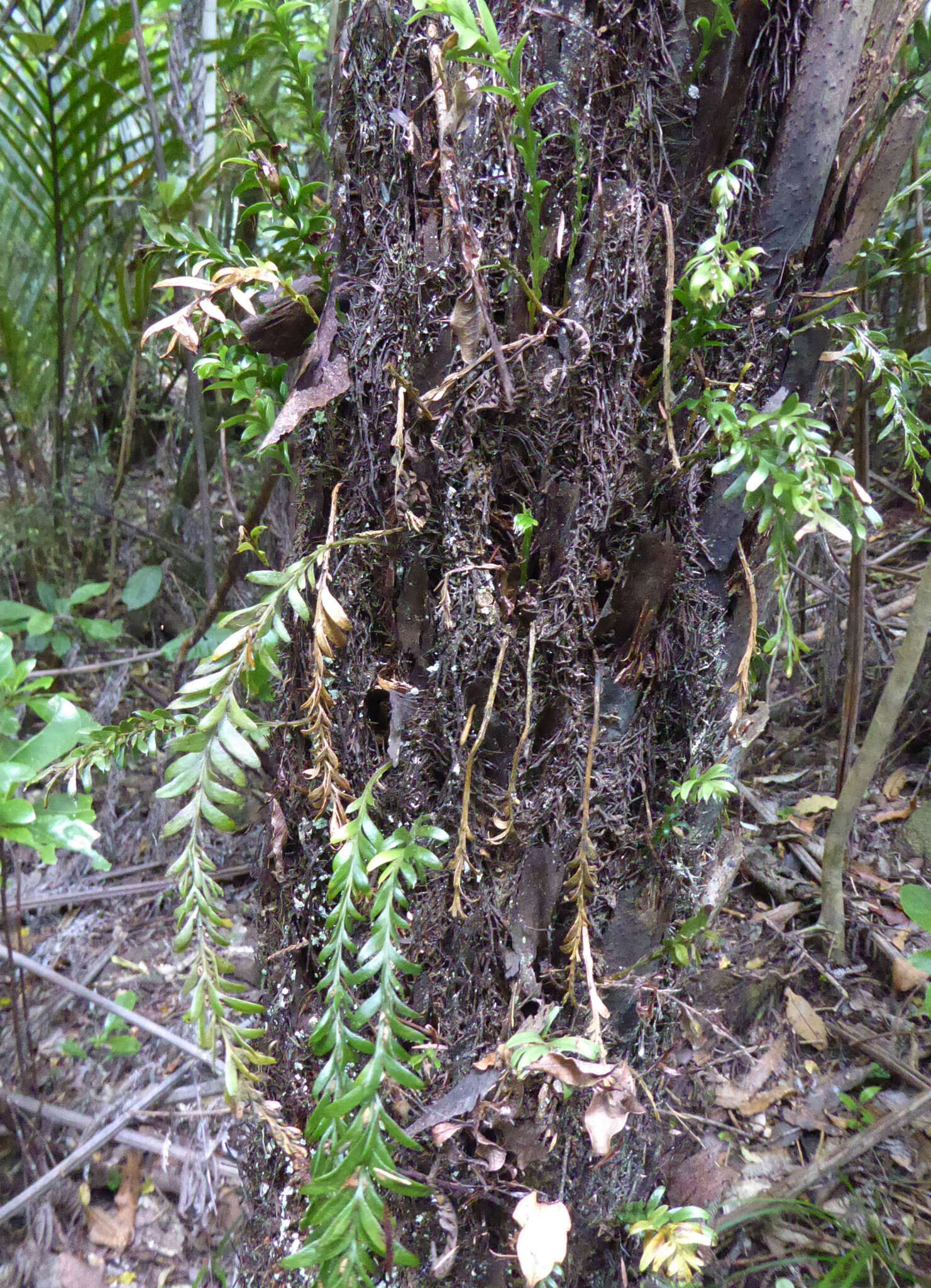 Image of Tmesipteris tannensis (Spreng.) Bernh.