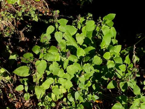 Image of hedge nettle