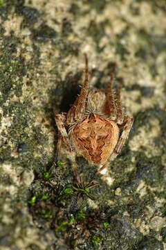 Image of Neoscona menghaiensis Yin, Wang, Xie & Peng 1990