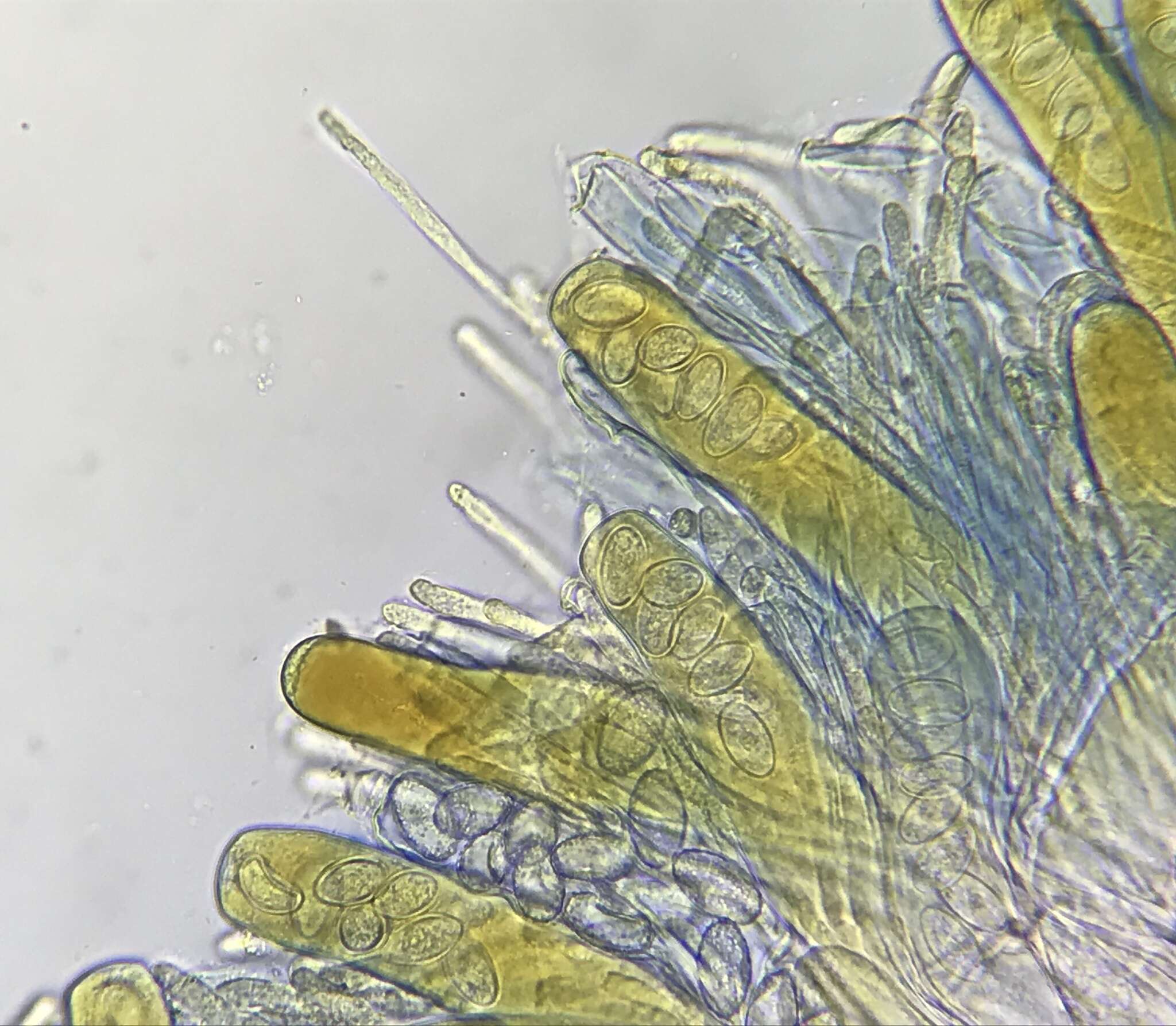 Iodophanus testaceus (Moug.) Korf 1967的圖片