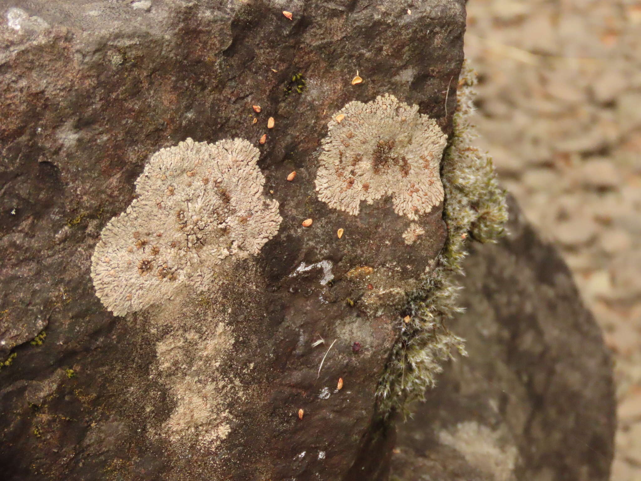 Image of bullseye lichen