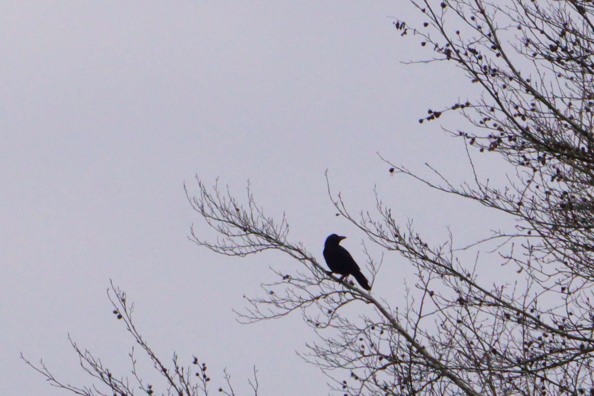 Слика од Corvus frugilegus frugilegus Linnaeus 1758