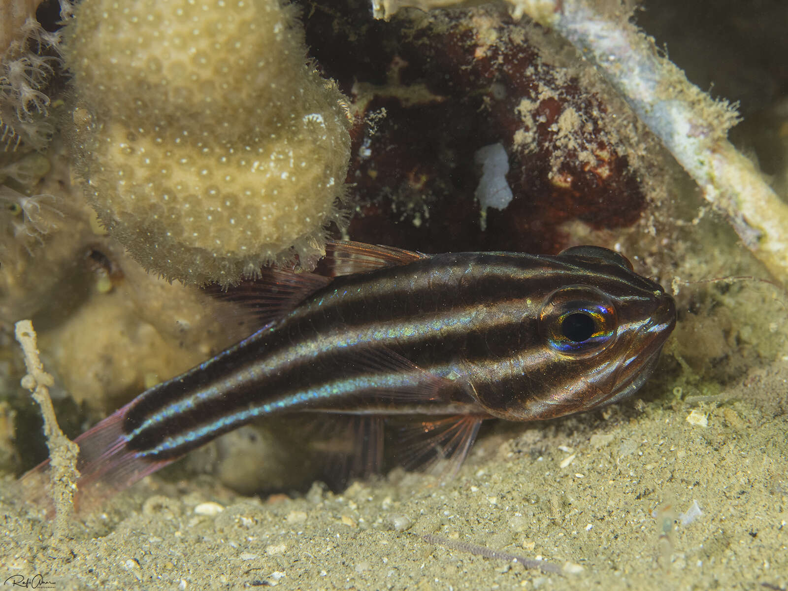 Plancia ëd Ostorhinchus nigrofasciatus (Lachner 1953)