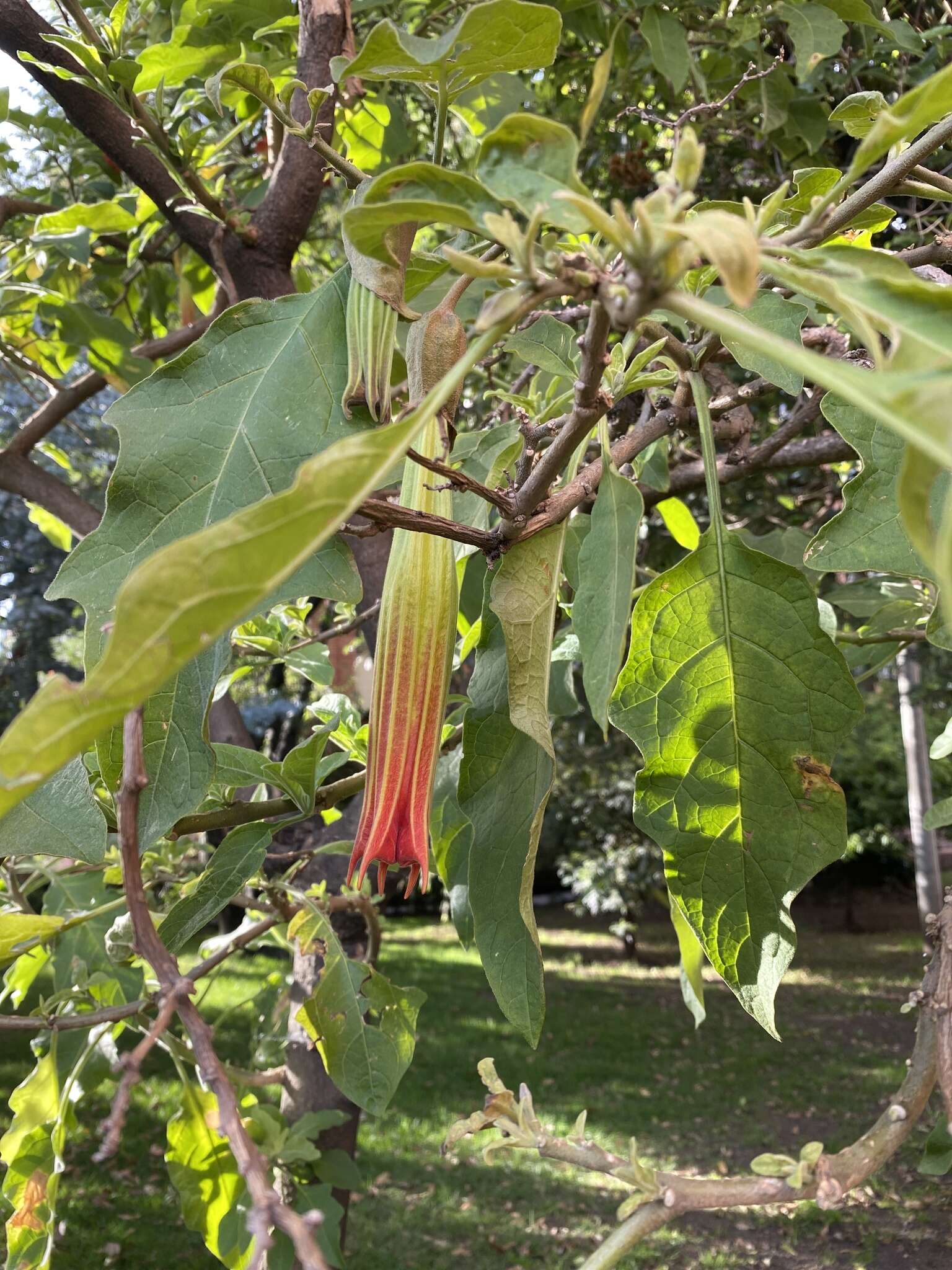 Image of red floripontio