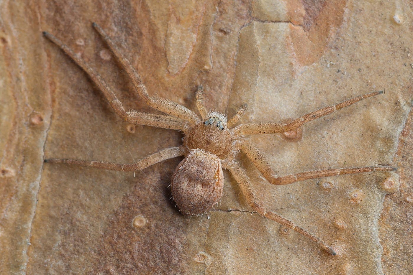 Image of Philodromus fuscomarginatus (De Geer 1778)