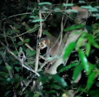 Image of slender loris