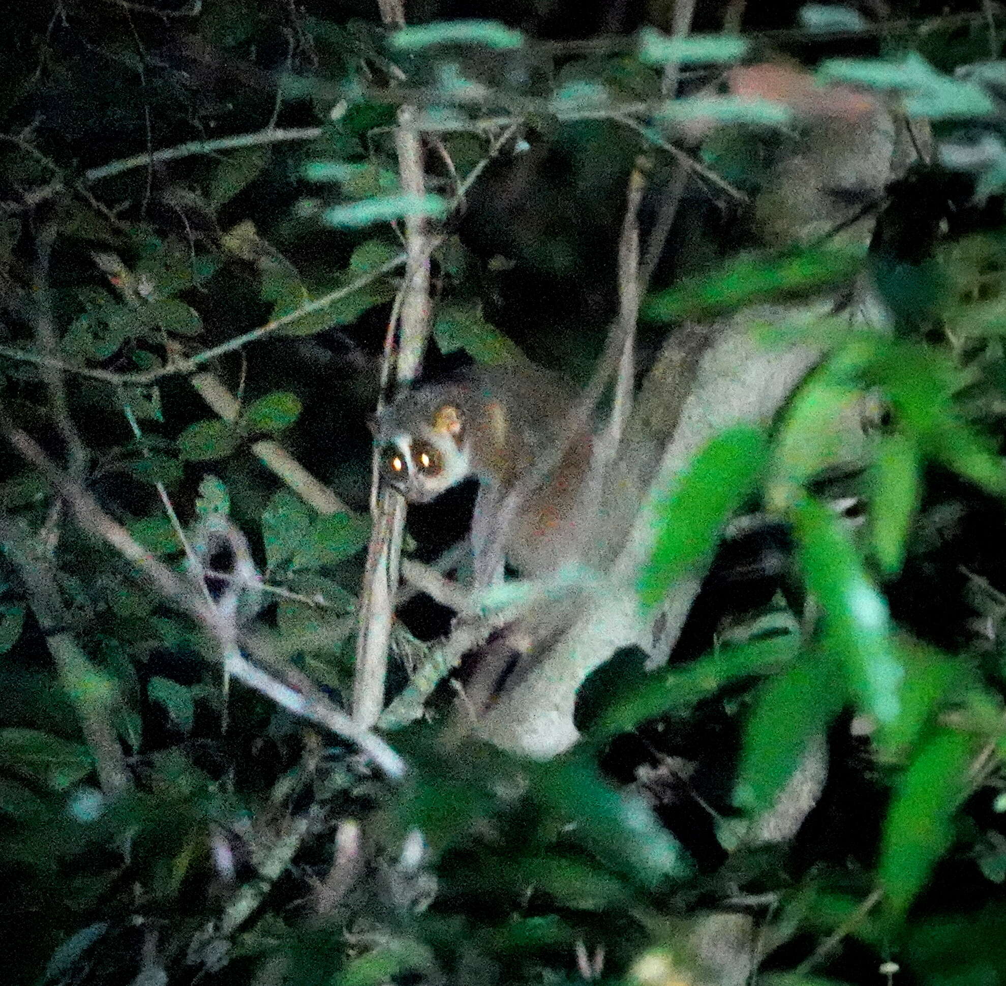 Image of slender loris