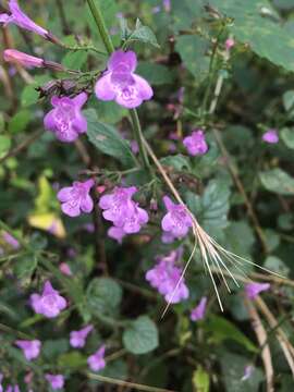 Clinopodium menthifolium subsp. menthifolium resmi