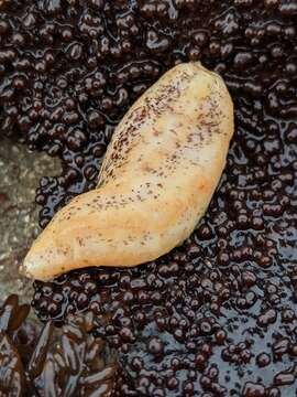 Image of peppered sea cucumber