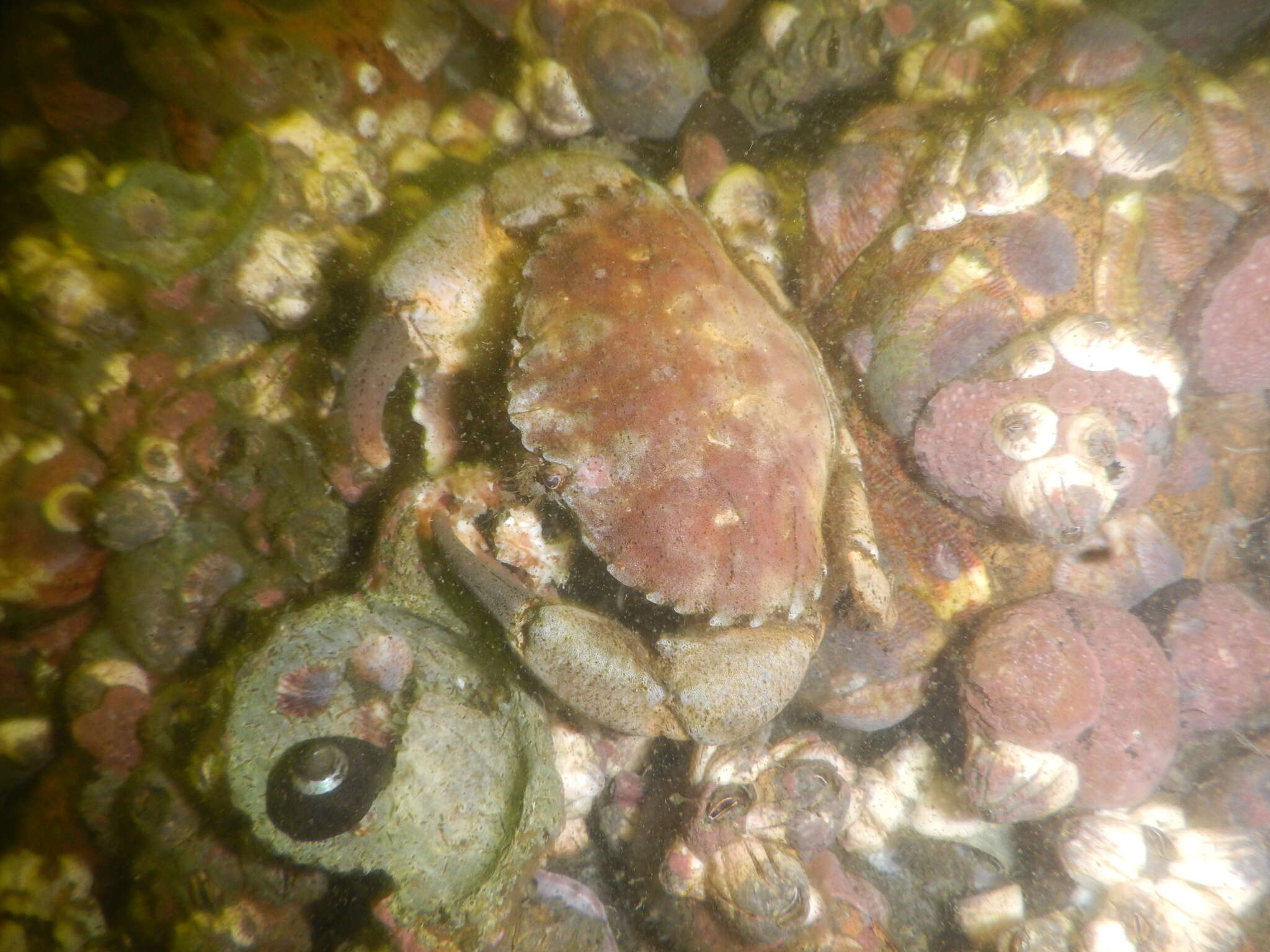 Слика од Cycloxanthops sexdecimdentatus (H. Milne Edwards & Lucas 1843)