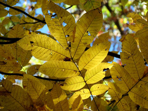 Image of mockernut hickory