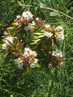 Image de Rhododendron columbianum (Piper) Harmaja