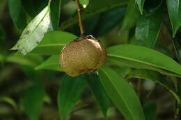 Image of Crapnell's Camellia