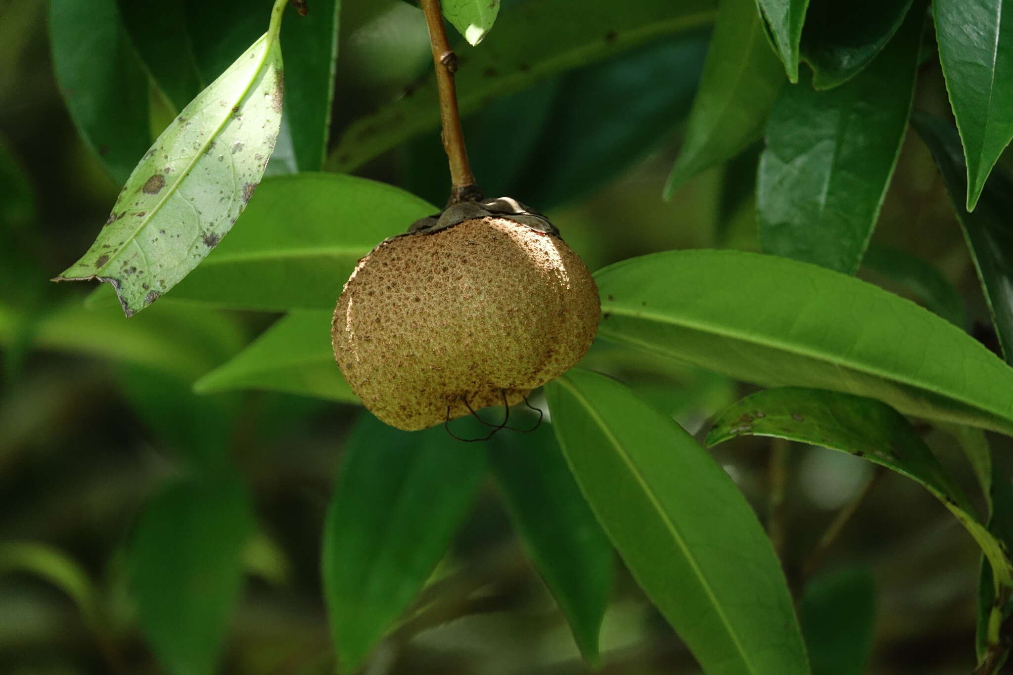 Imagem de Camellia crapnelliana Tutch.