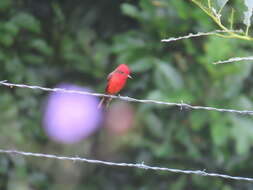 Image of <i>Pyrocephalus rubinus piurae</i>