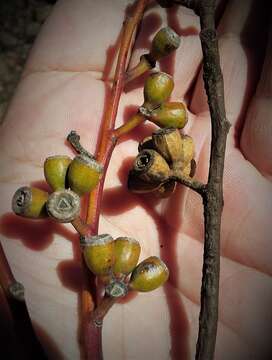 Image de Eucalyptus calcareana C. D. Boomsma