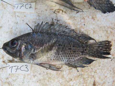 Image of Blue spotted tilapia