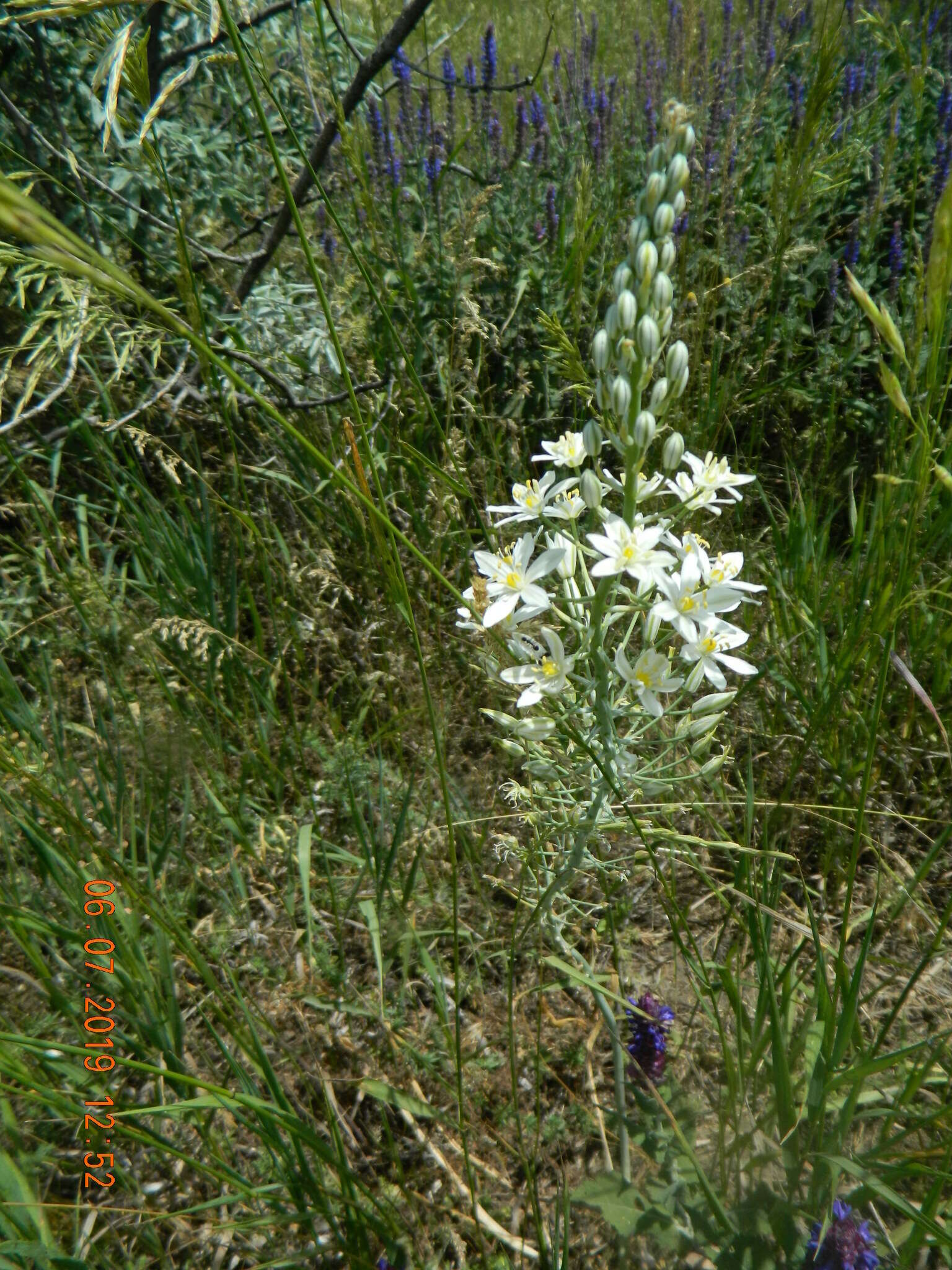 Image of Ornithogalum fischerianum Krasch.