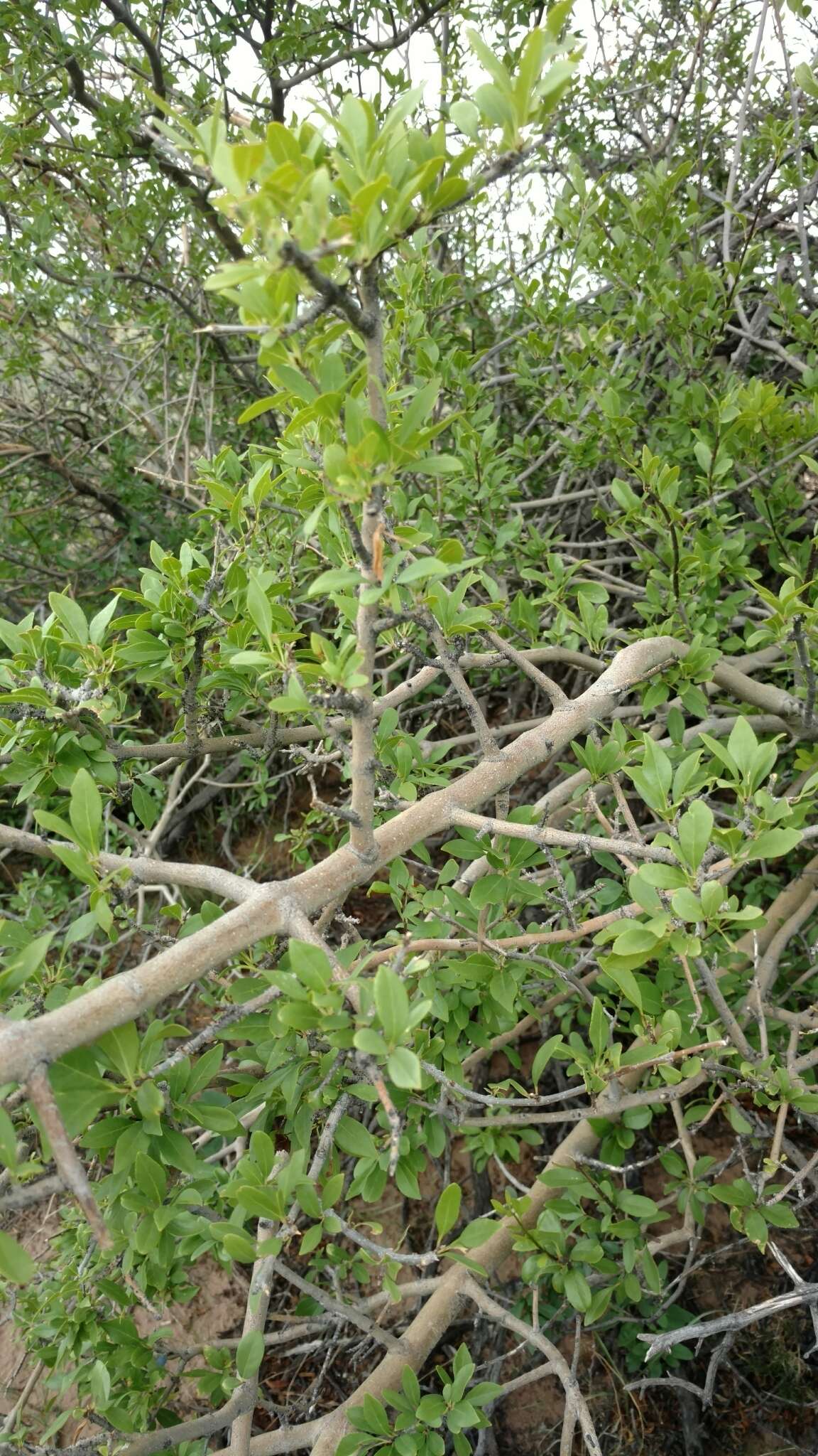 Forestiera pubescens var. pubescens resmi