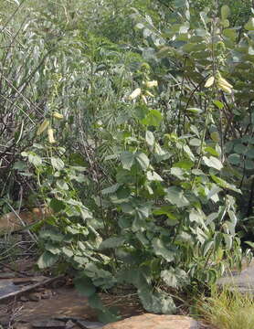 Image de Hibiscus lunariifolius Willd.