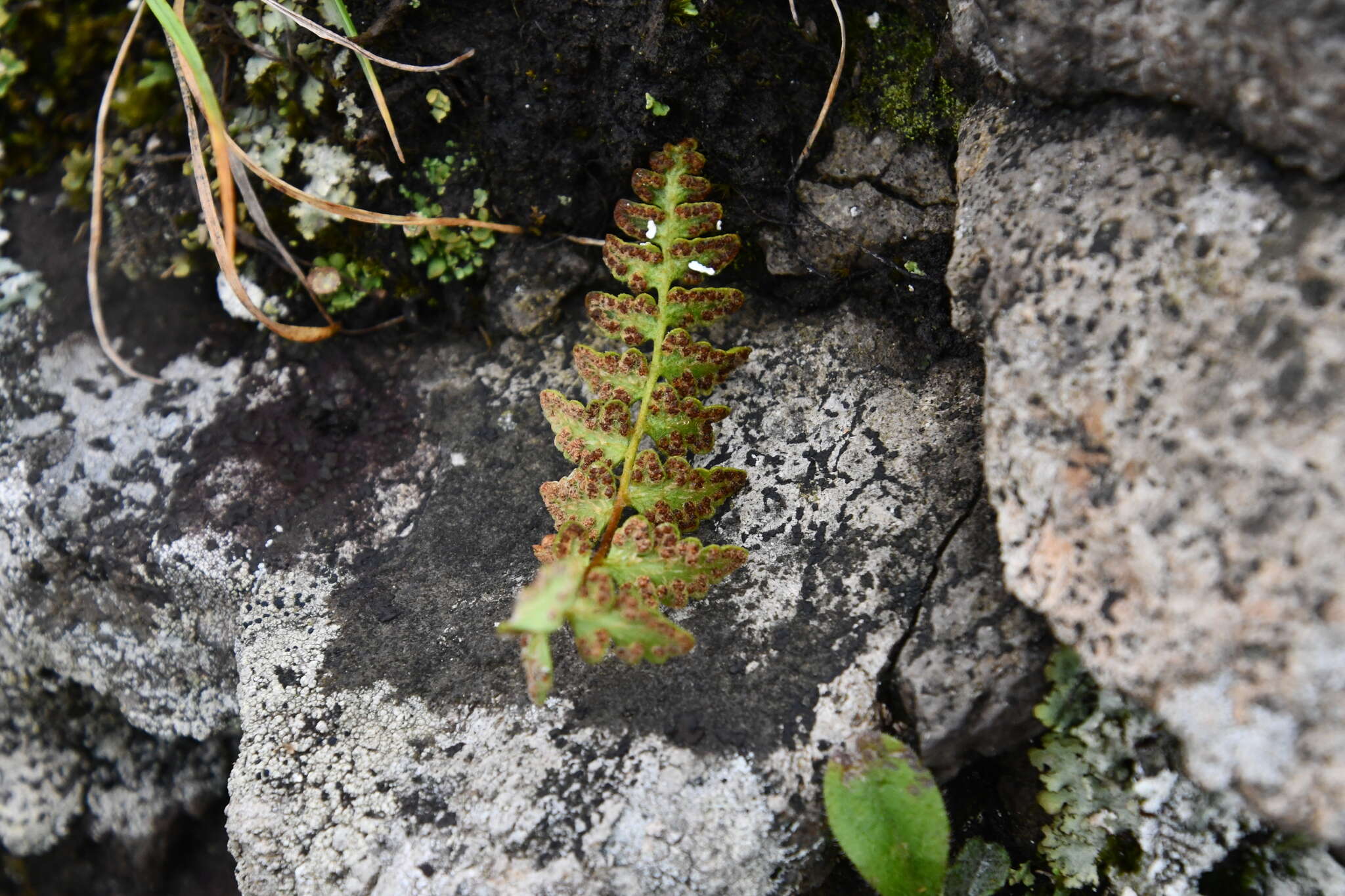 Image of Woodsia subcordata Turcz.