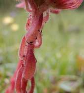 Image of Sempervivum montanum subsp. montanum