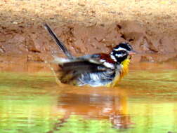 Imagem de Emberiza flaviventris flaviventris Stephens 1815