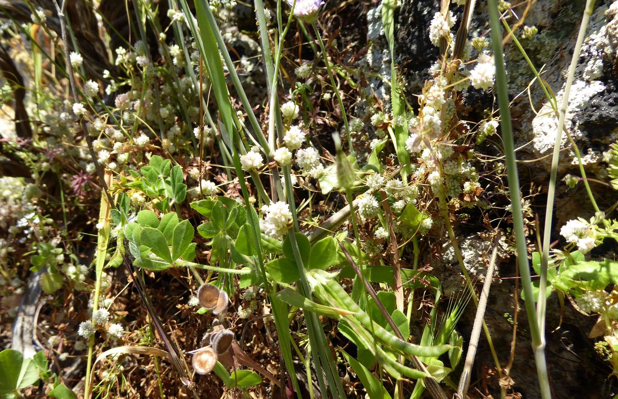 Image of Cuscuta palaestina Boiss.