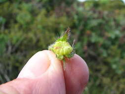 Image of Anisodontea biflora (Desr.) D. M. Bates