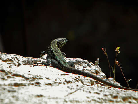 Image of Anatolian Rock Lizard