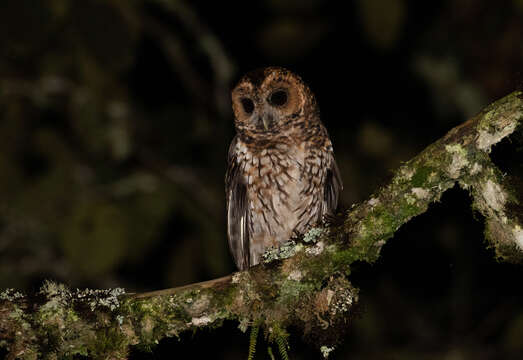 Image of Rufous-banded Owl