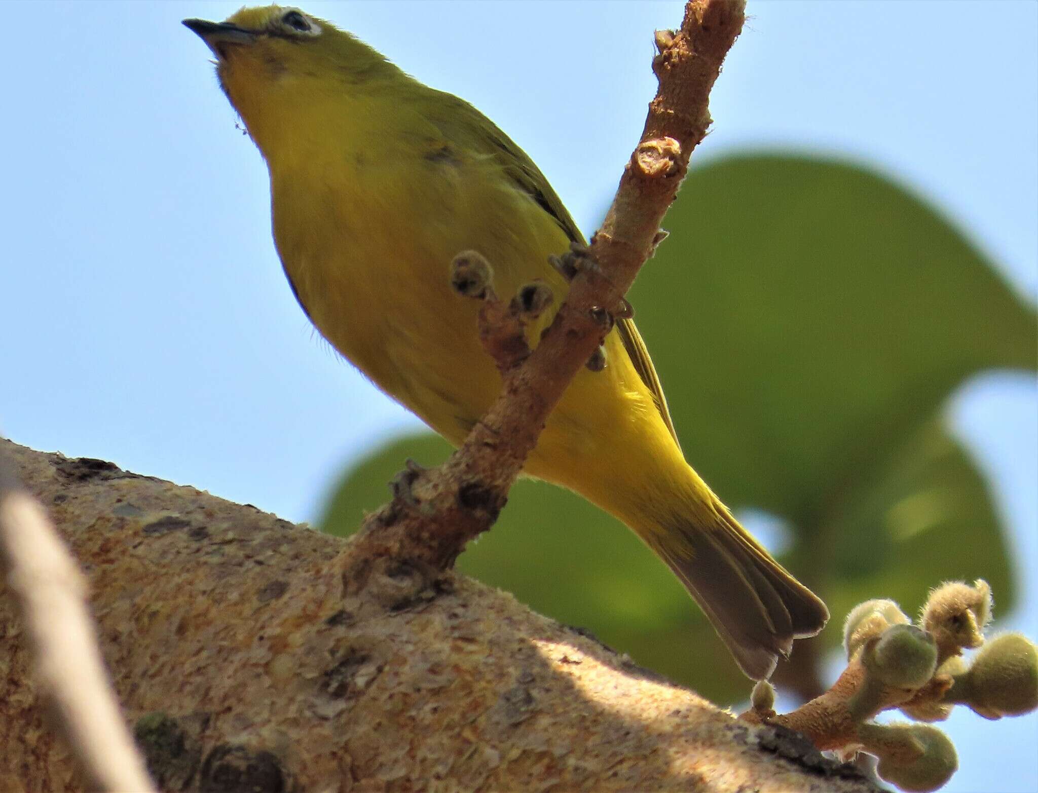 Image of Southern Yellow White-eye