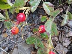 Image of Rosa buschiana Chrshan.