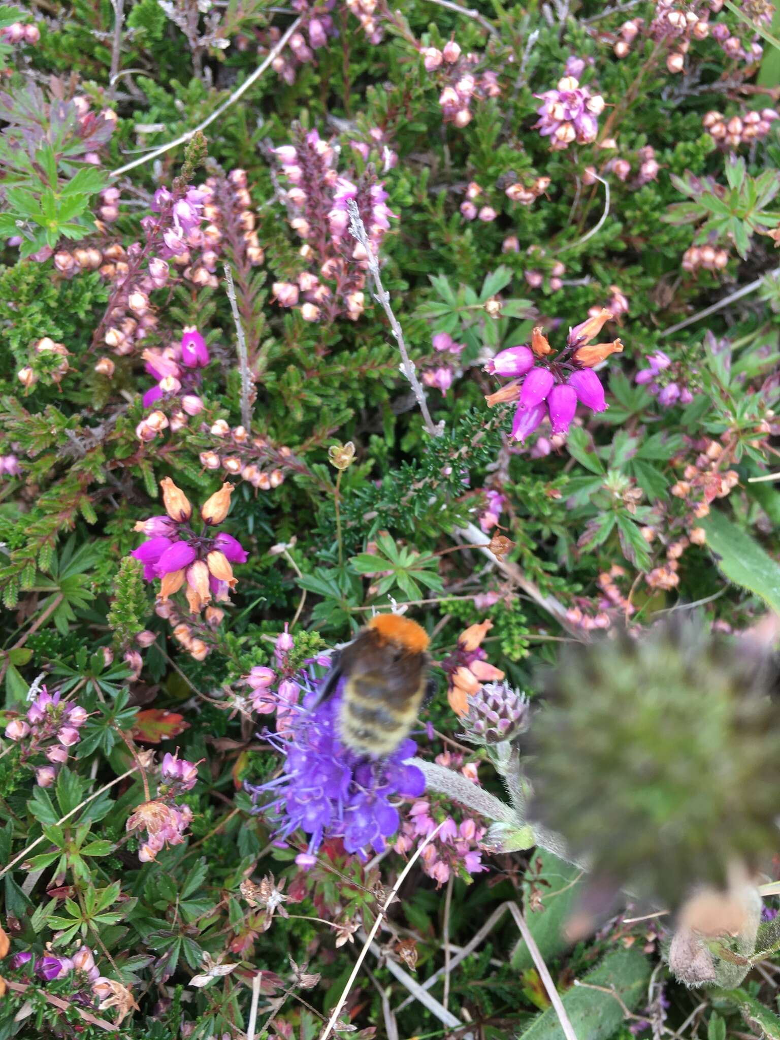 Image of Bombus muscorum (Linnaeus 1758)