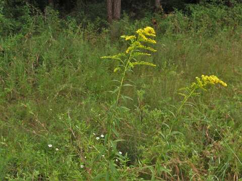 Image of Solidago gigantea var. gigantea