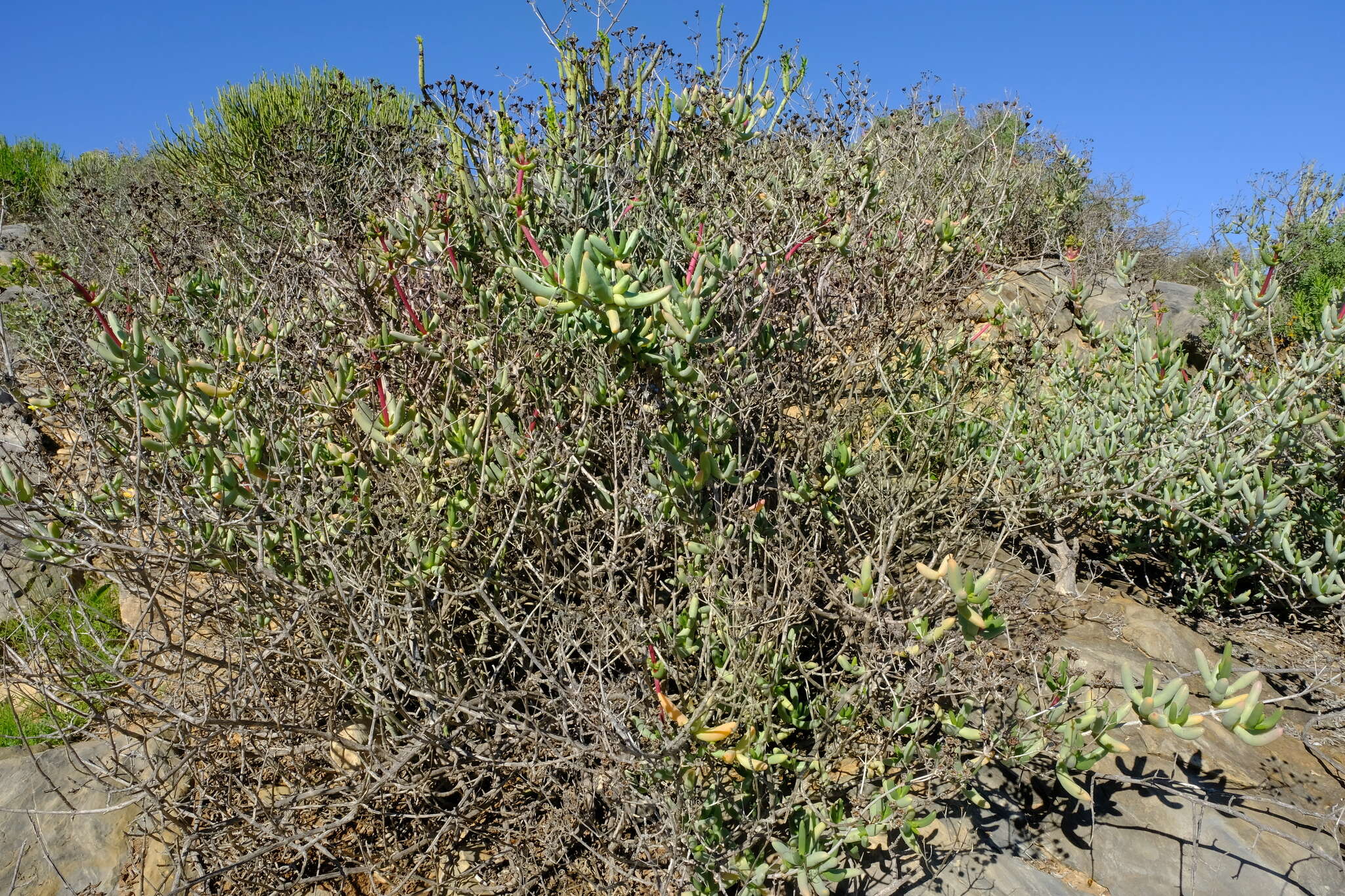 Imagem de Stoeberia frutescens (L. Bol.) E. van Jaarsveld