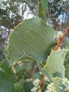 Слика од Hakea undulata R. Br.