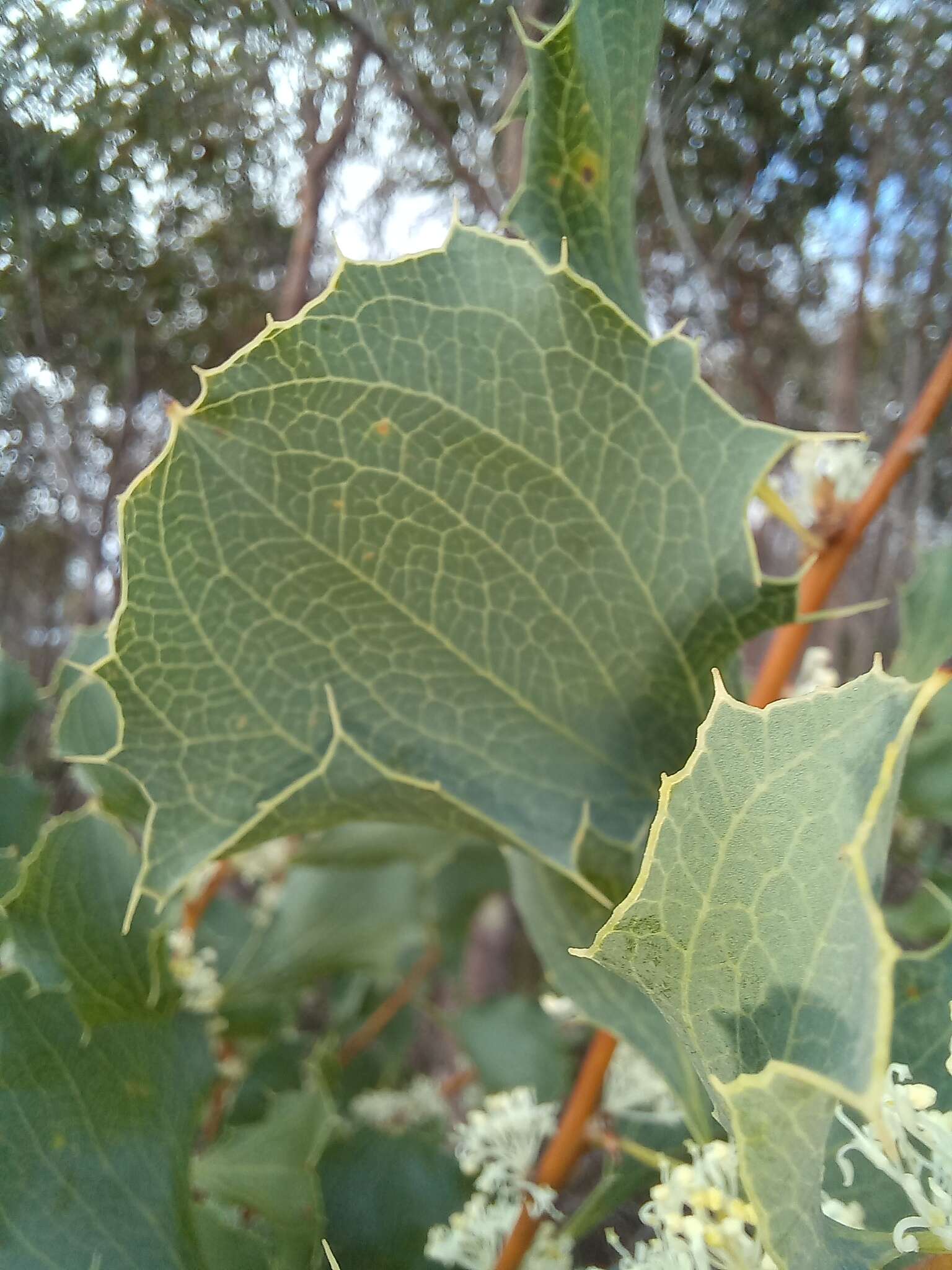 Image of Hakea undulata R. Br.