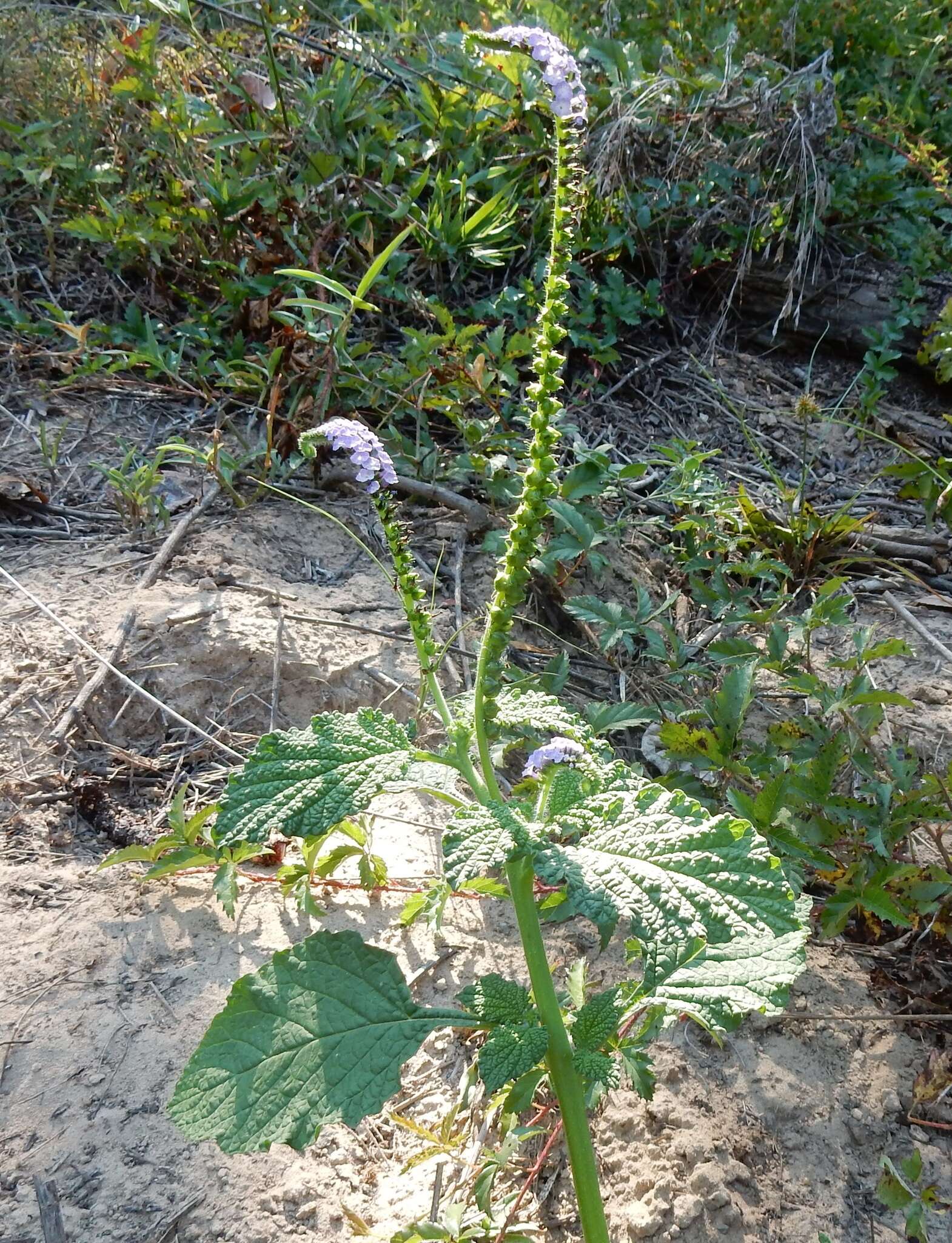 狗尾草的圖片