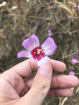 Imagem de Clarkia gracilis subsp. tracyi (Jeps.) Abdel-Hameed & Snow