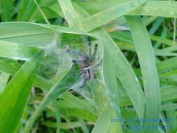 Image of Bahia Purple Red Tarantula