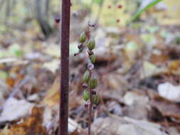 Image de Corallorhiza odontorhiza var. pringlei (Greenm.) Freudenst.