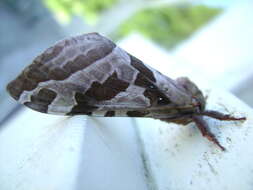 Image of Four-spotted Ghost Moth