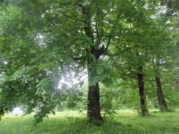 Image of bigleaf maple