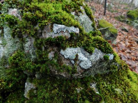 Image of disc lichen