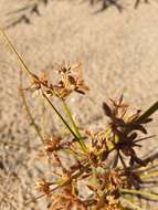 Image of Dentate umbrella sedge